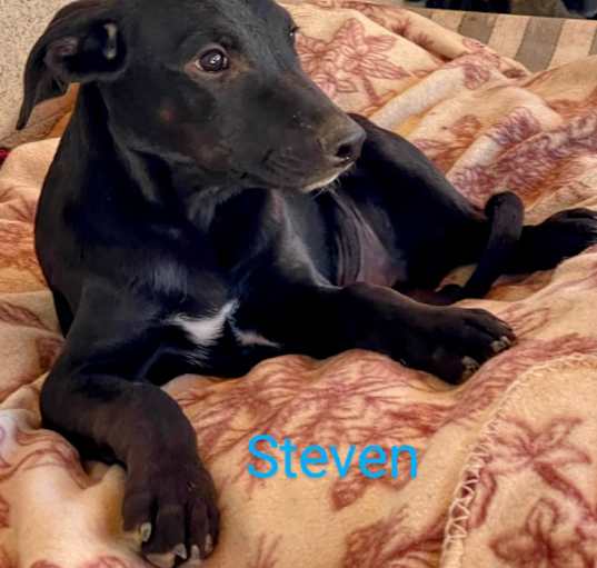 Photo of Steven