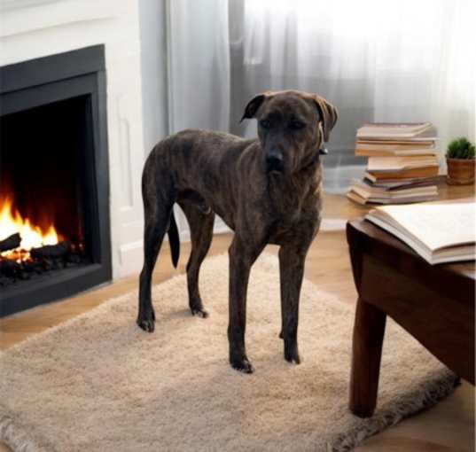 Photo of Zeb