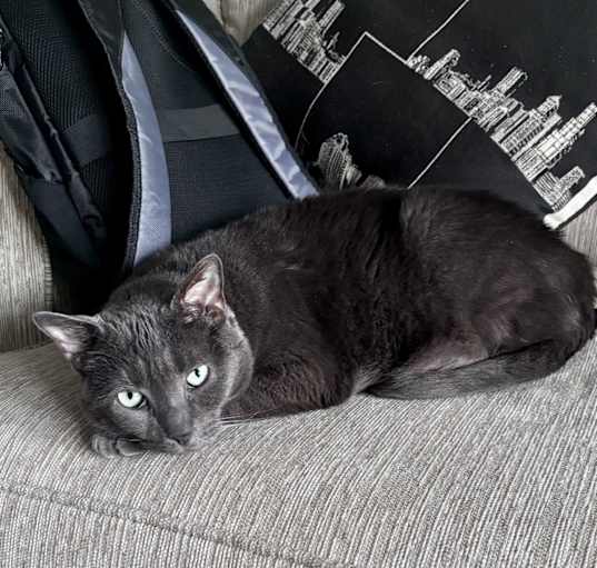 Photo of abby