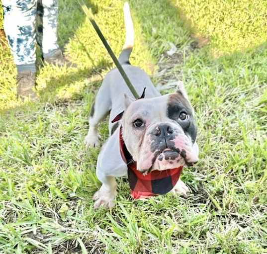 Photo of GASTON