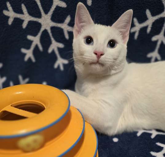 Photo of OLAF