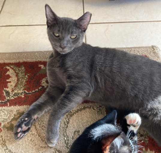 Photo of Obsidian aka Sid