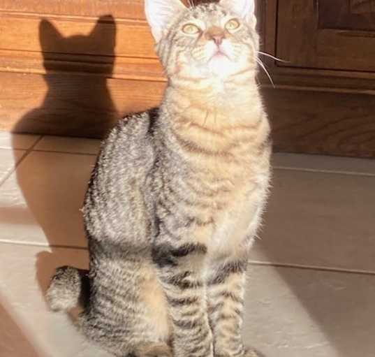 Photo of Marble