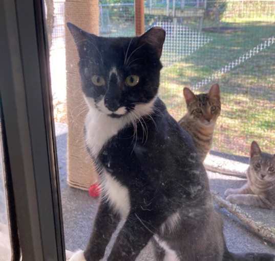 Photo of Boots aka Bootsie