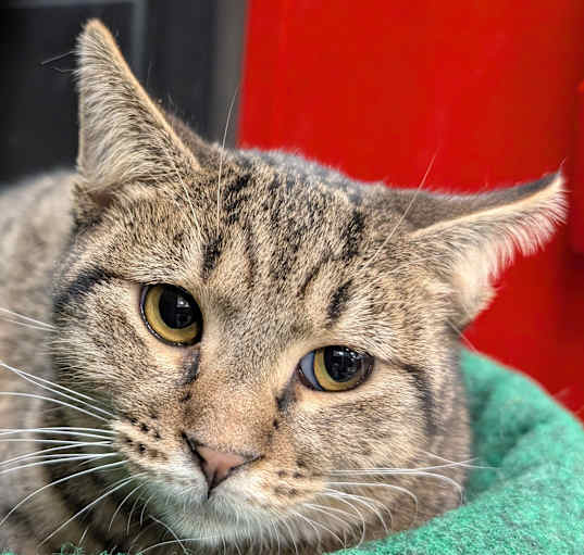 Photo of Justice