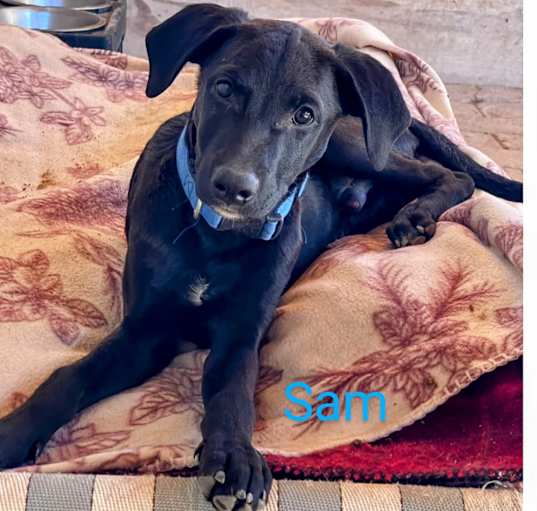 Photo of Sam
