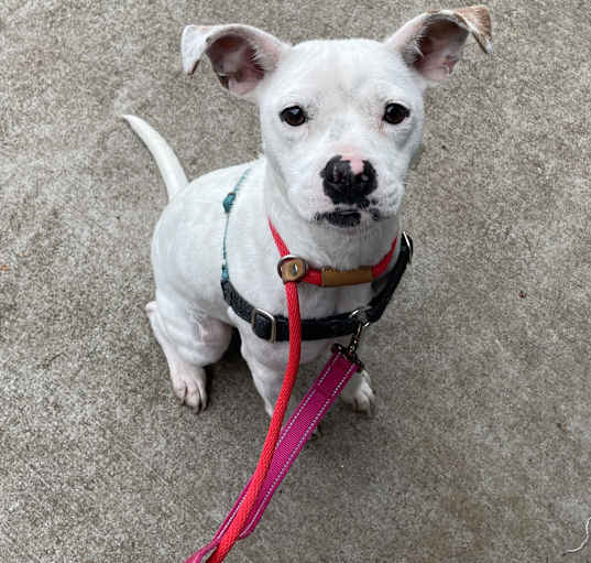 Photo of Annie