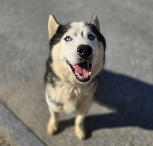 Husky dog shop near me clearance