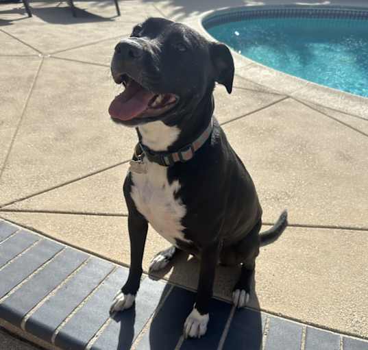 Photo of Olive