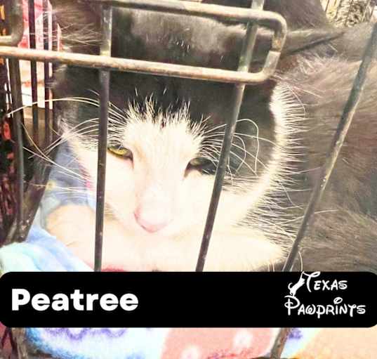 Photo of Petree