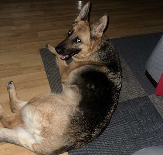 Photo of Sadie