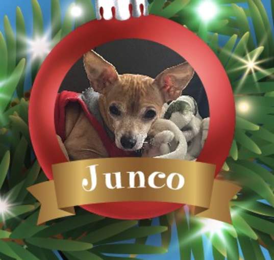 Photo of Junco