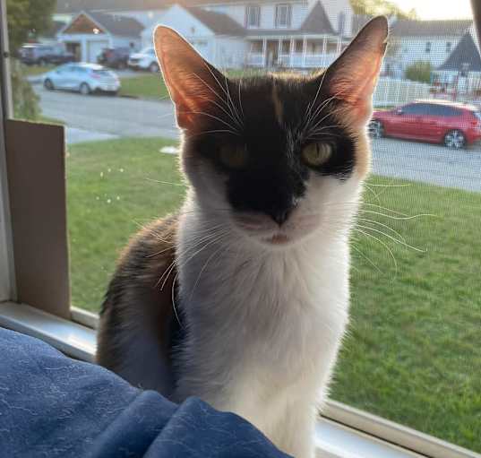 Photo of Luna