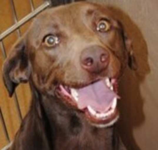 Photo of Pecan