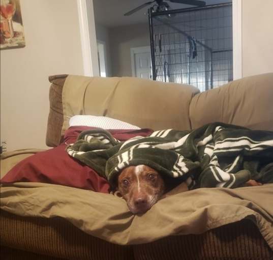Photo of Bosley