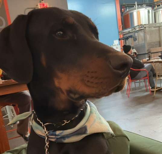 Photo of Draco