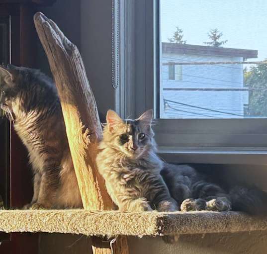 Photo of Taz & Elmer