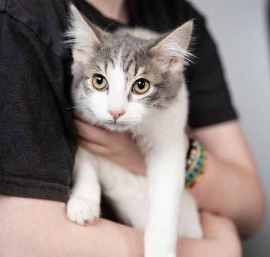 Photo of Loki