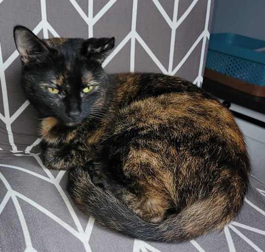 Photo of Lily