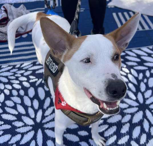 Photo of Sammy