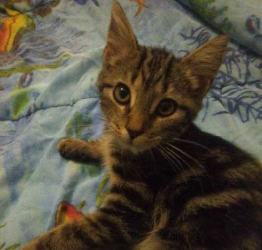 Photo of Clyde