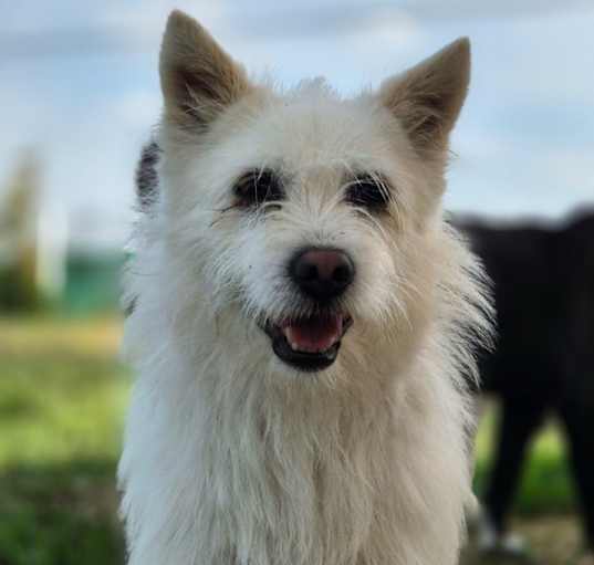 Photo of Milo