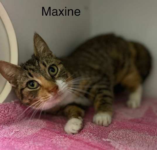 Photo of Maxine