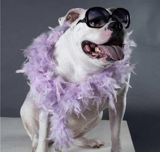 Photo of Aggie