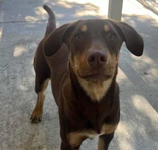 Photo of Cinnamon