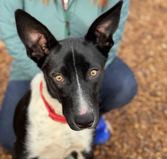 Photo of Rascal