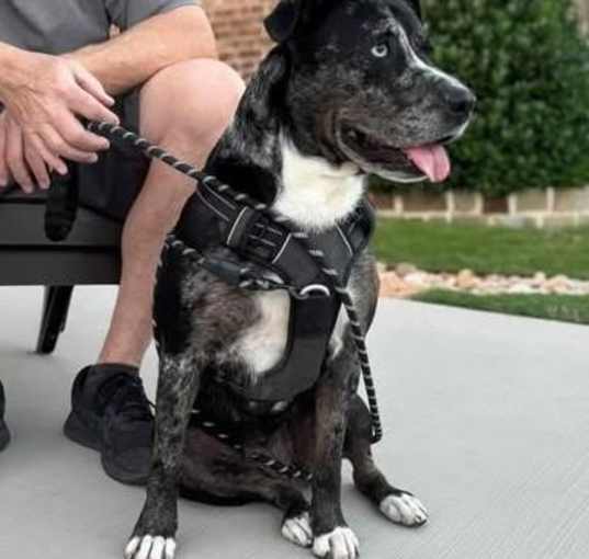 Photo of Roxi - $75 Adoption Fee!  Diamond Dog!