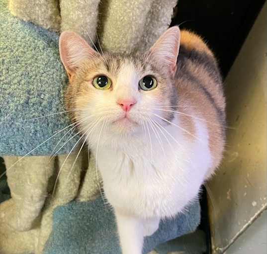Photo of Cleo