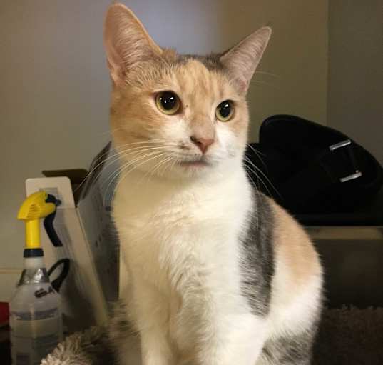 Photo of Celeste