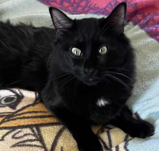 Photo of Bear (Wobble Cat)