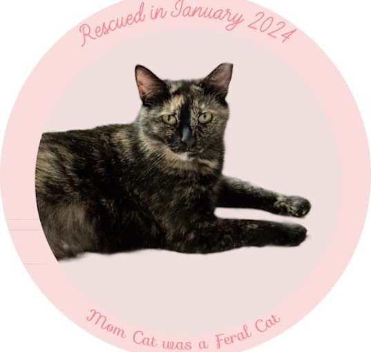 Photo of Mom Cat