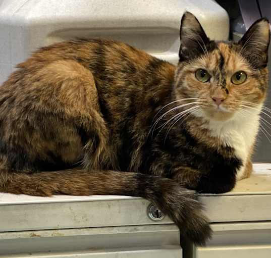 Photo of Mimi (friendly)