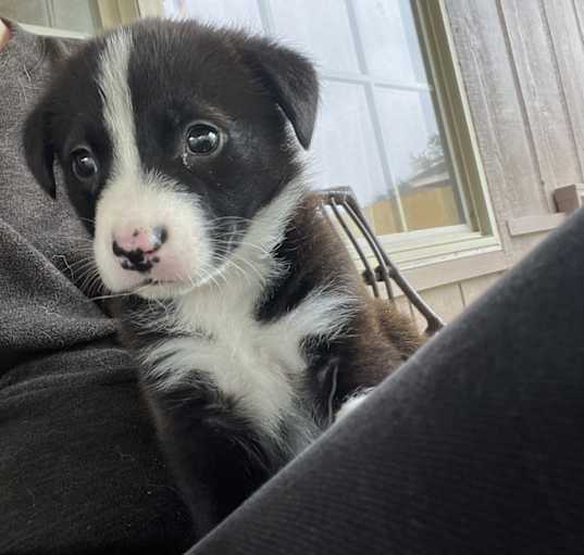 Small mutt puppies for adoption outlet