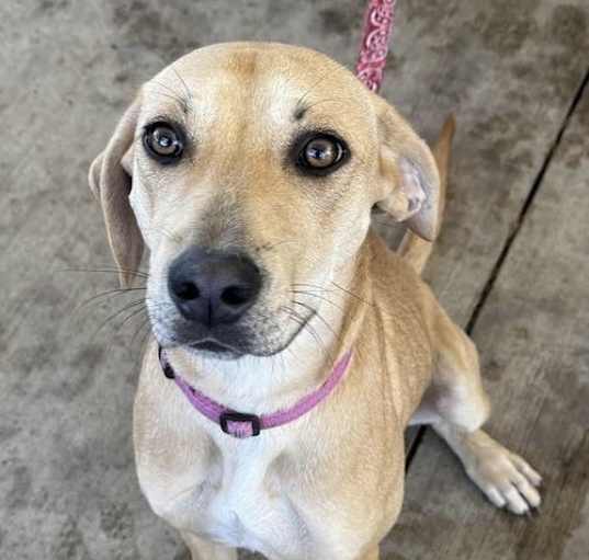 Photo of Honey