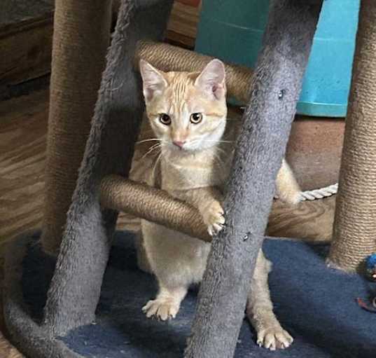 Photo of Leo Urgent