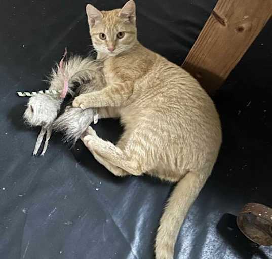 Photo of Mandy URGENT