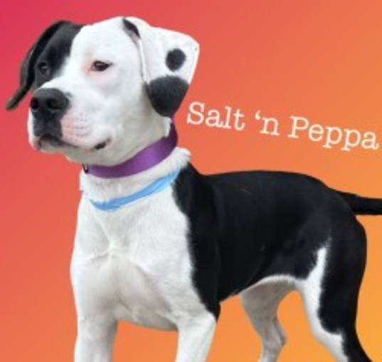 Photo of Salt n Peppa