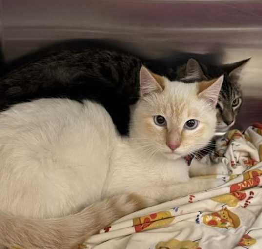 Photo of Simba (& Scar)