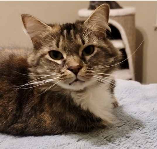 Photo of Bluebell