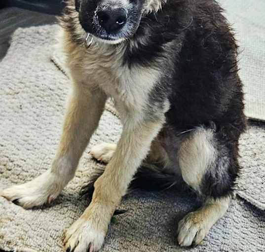 Photo of Wolfie