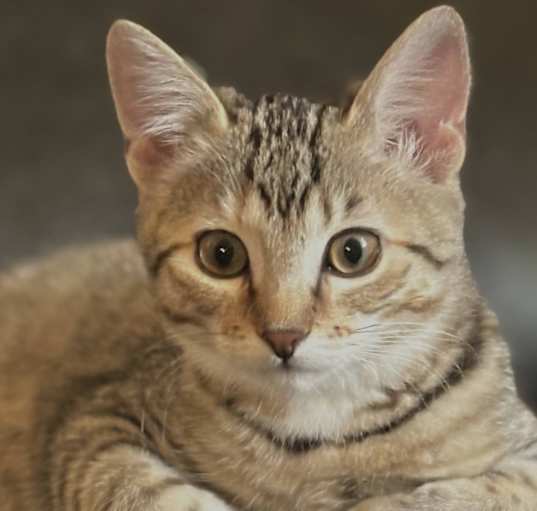Photo of Belle (Lubbock, TX)