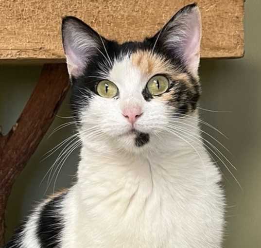 Photo of Truffle