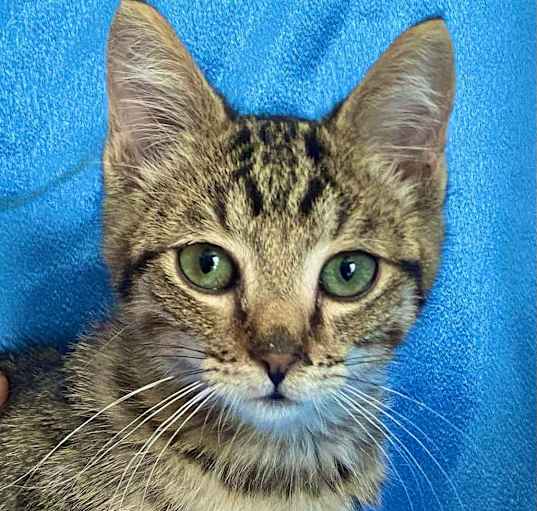 Photo of BUTTONS