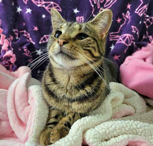 Photo of Georgette
