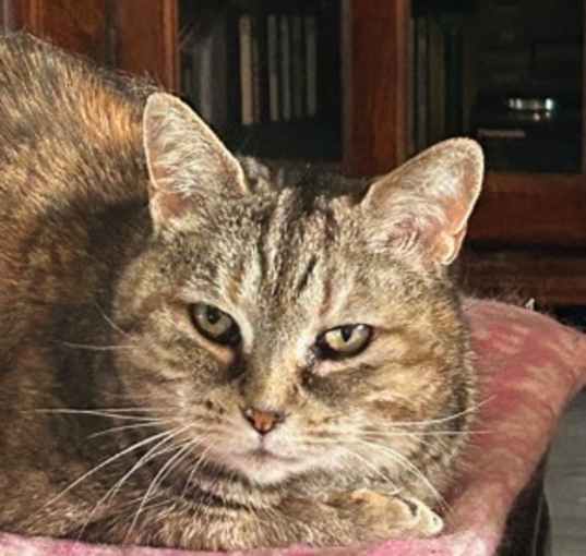 Photo of Lily