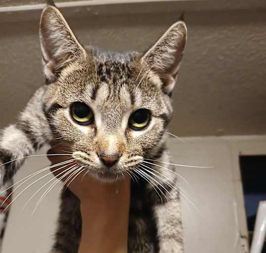 Photo of Nala